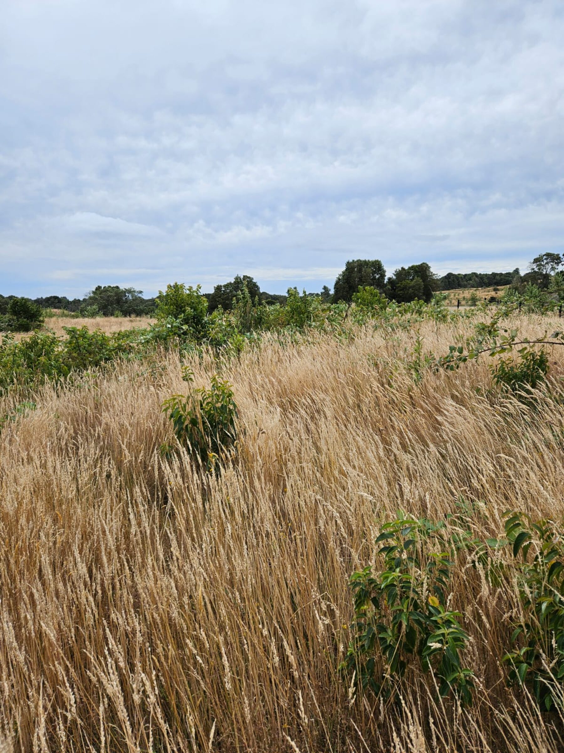 Campo con pastizales dentro del loteo