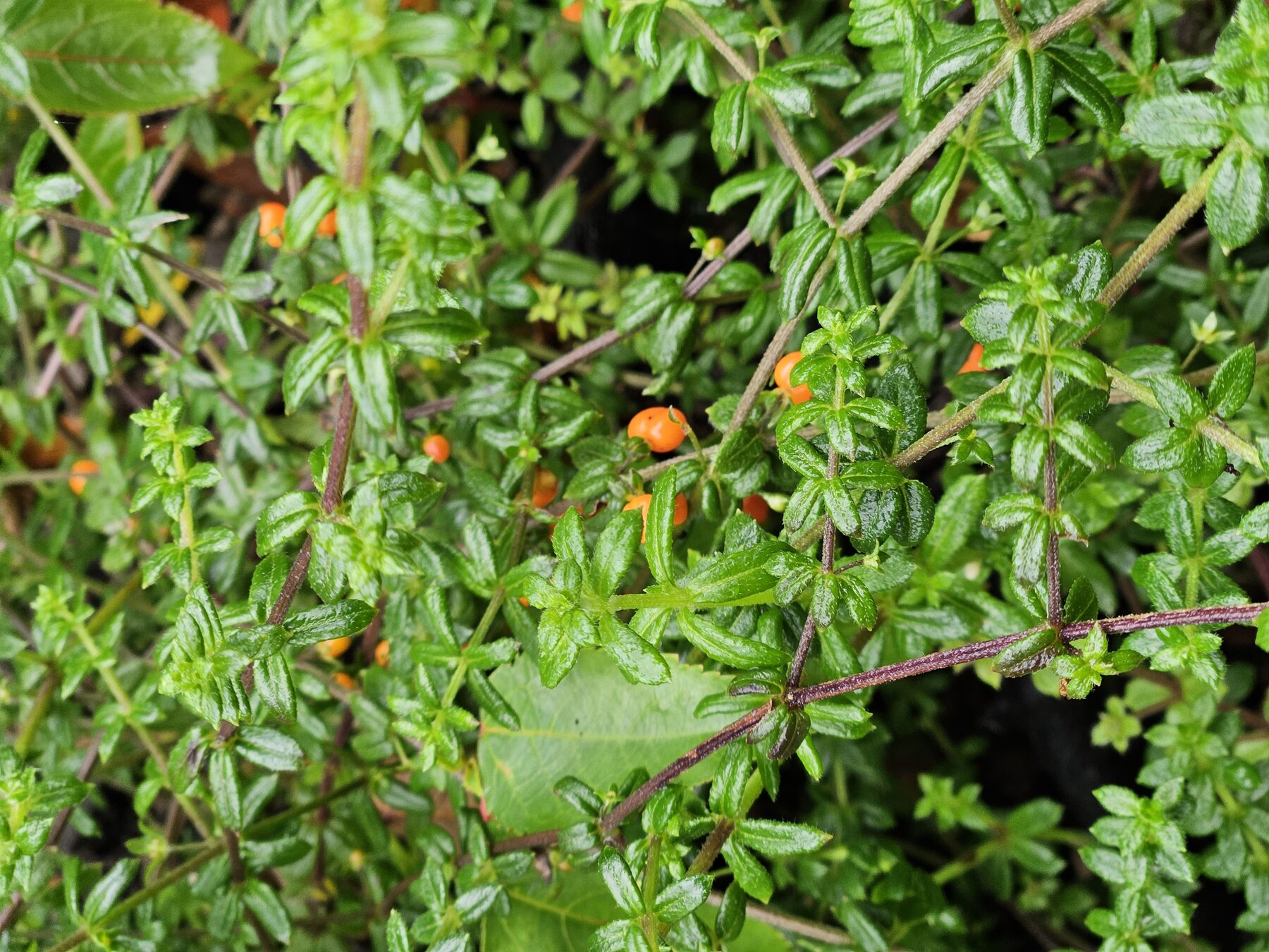 Flora nativa con frutos, Patagonia Ensenada