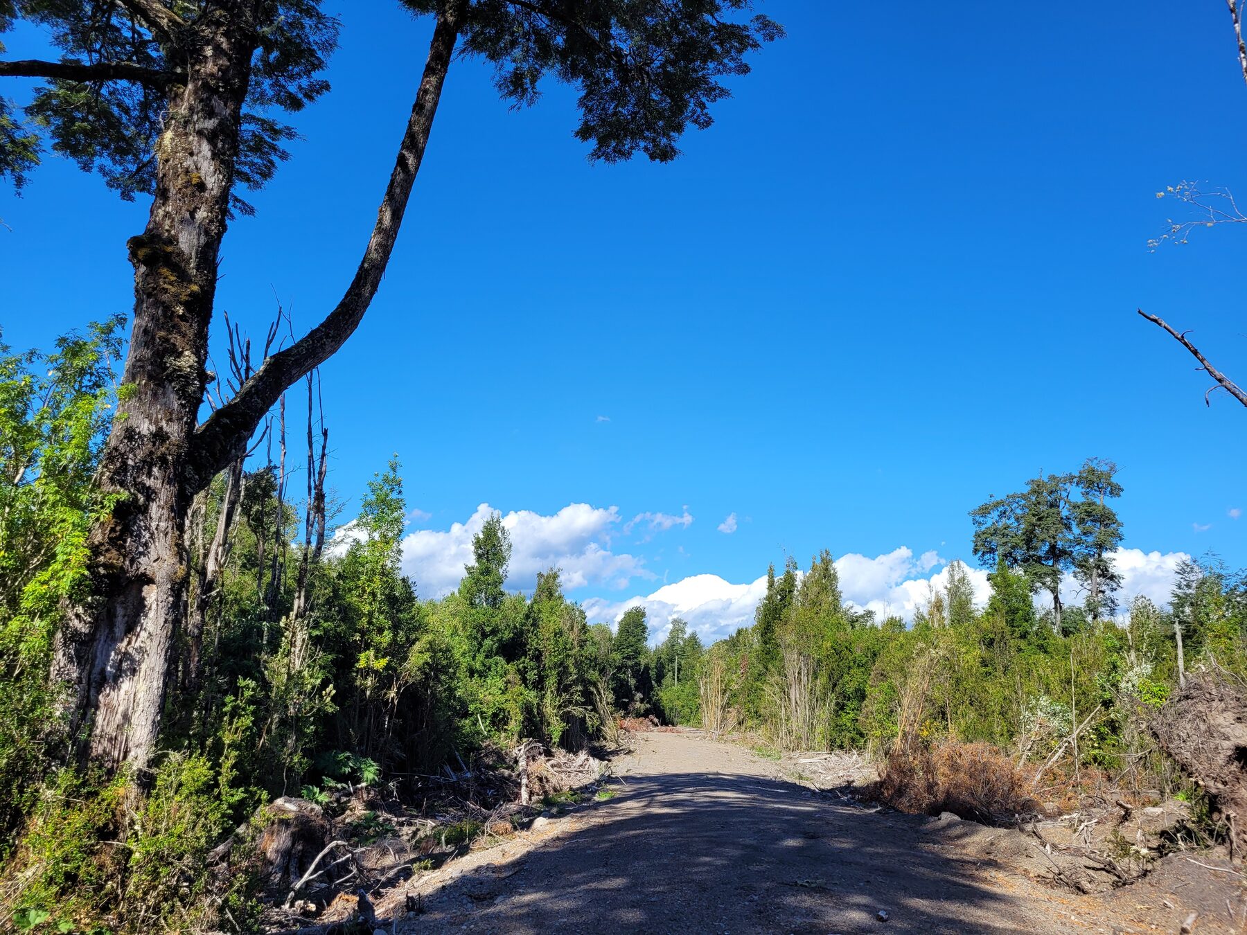 Camino de acceso hacia el bosque nativo
