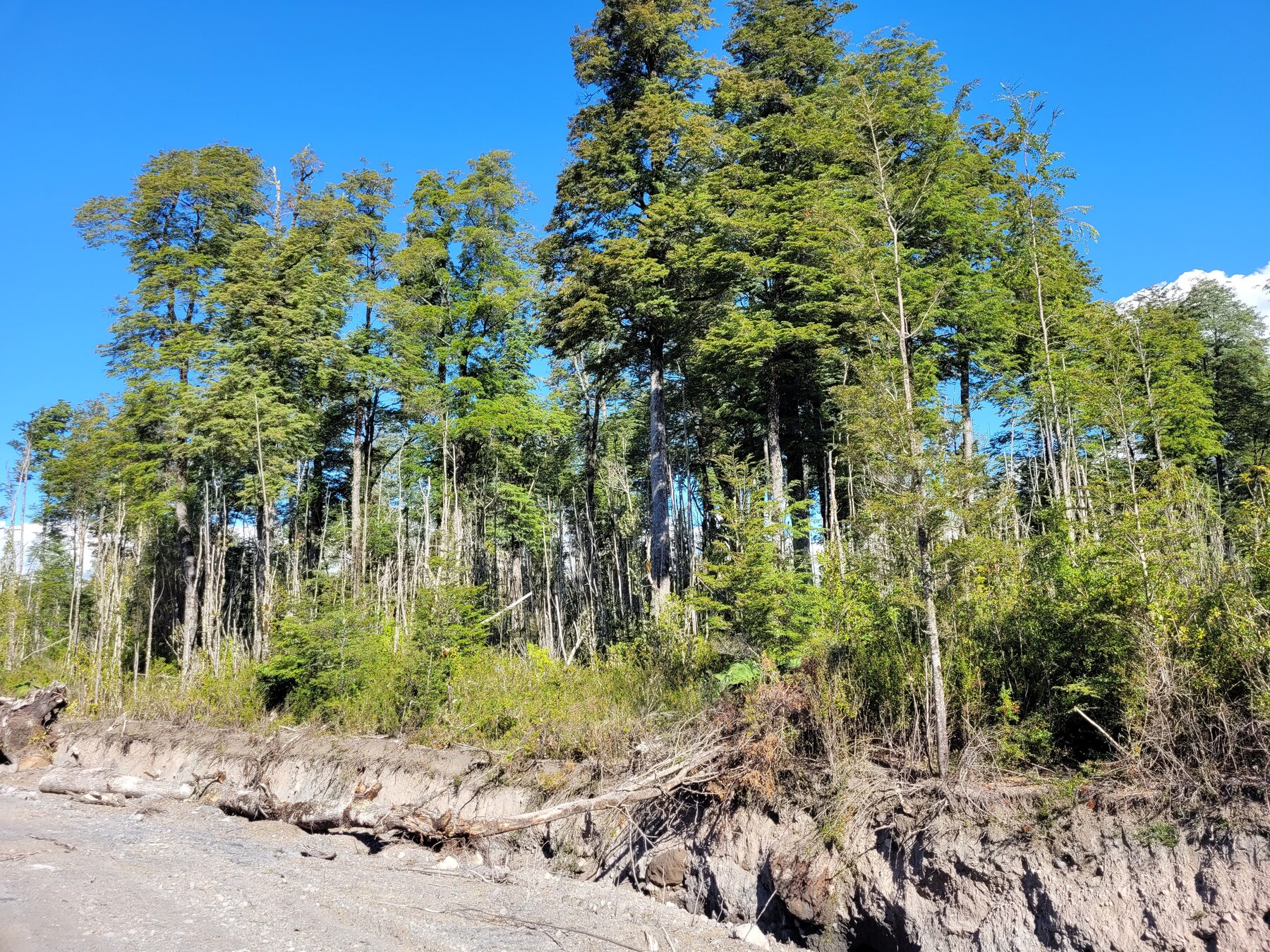 Bosque nativo en el deslinde del loteo