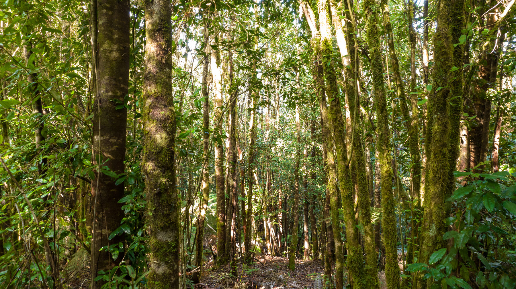 Bosque nativo denso cerca de Sotomó